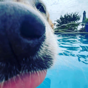 Meet your Posher, Ginger